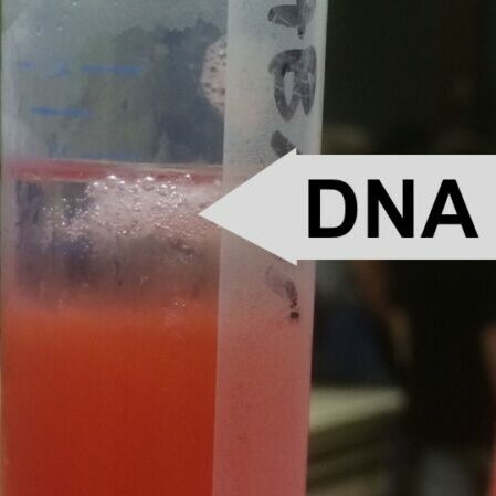 dna