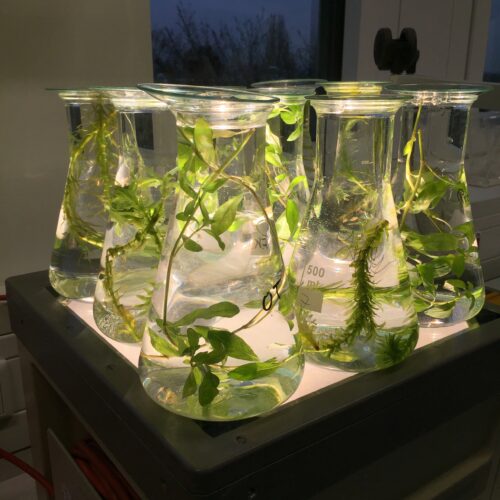 LiseLab-Photosynthese