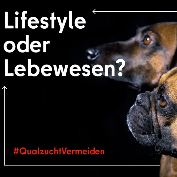 postkarte-qualzucht-202309143
